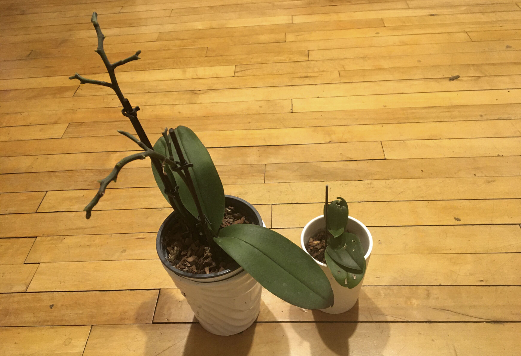 Gardening-Orchids Everywhere